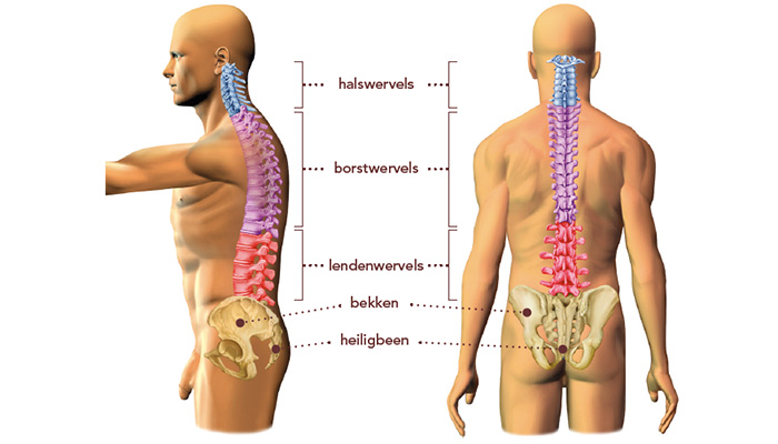 Natuurlijke kromming van de wervelzuil